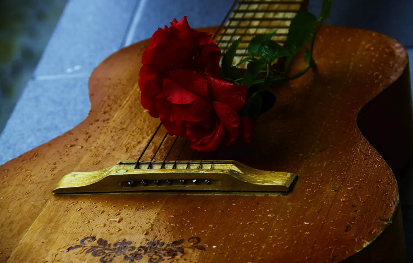 Фото обои капли, роза, гитара