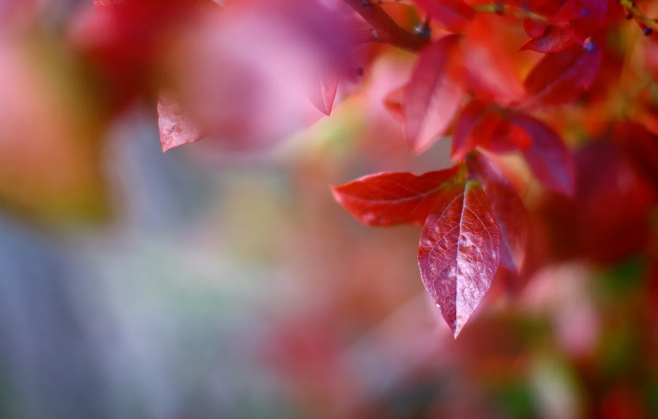 Фото обои осень, листья, макро, деревья, красный, природа, ветка