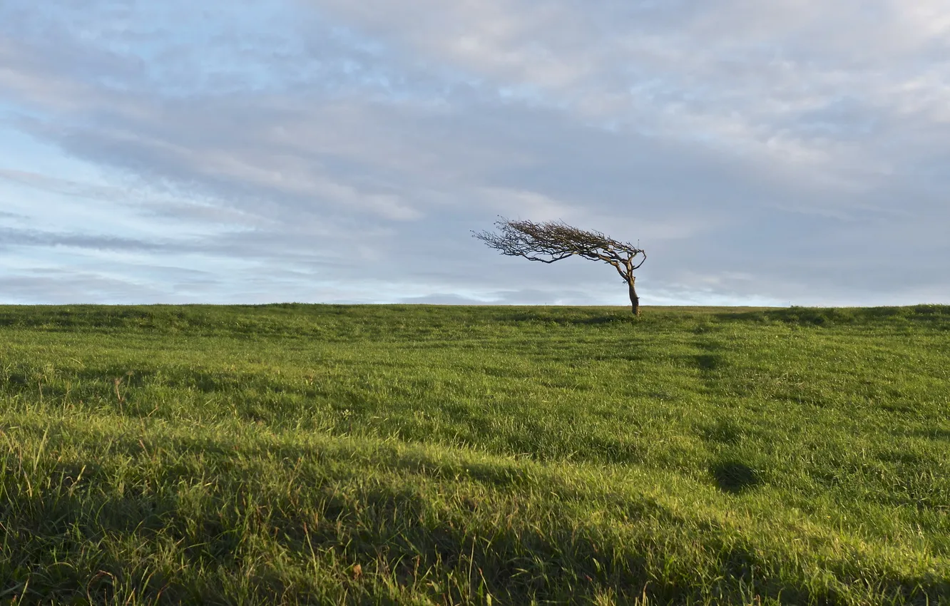 Фото обои поле, небо, пейзаж, дерево