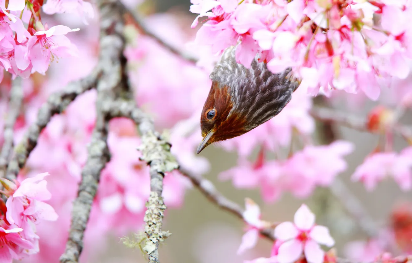 Фото обои дерево, птица, весна, цветение