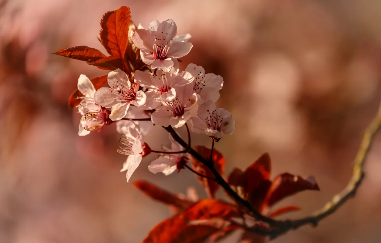 Фото обои цветы, дерево, ветка, весна, цветение