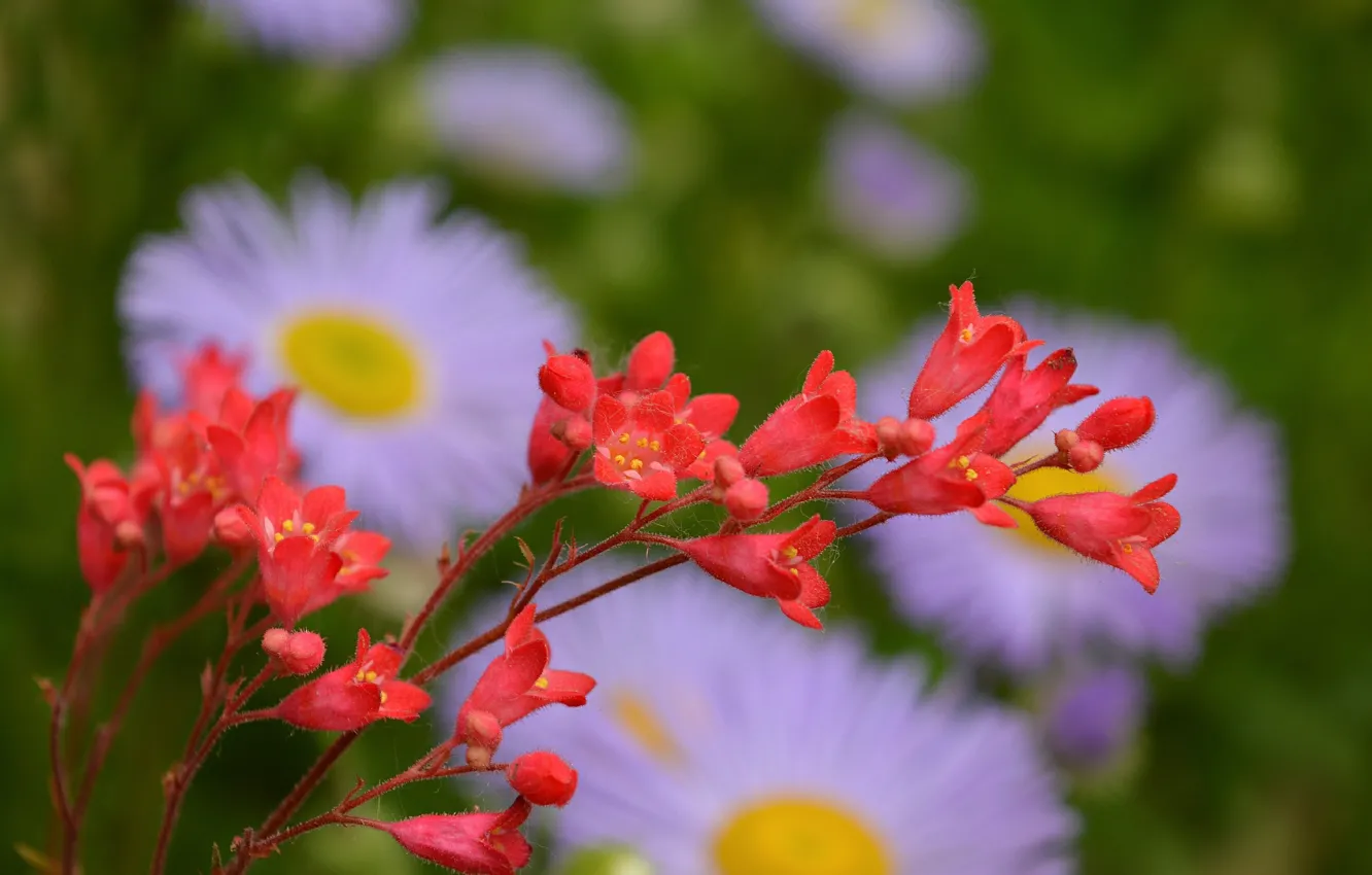 Фото обои цветы, весна, flowers, spring