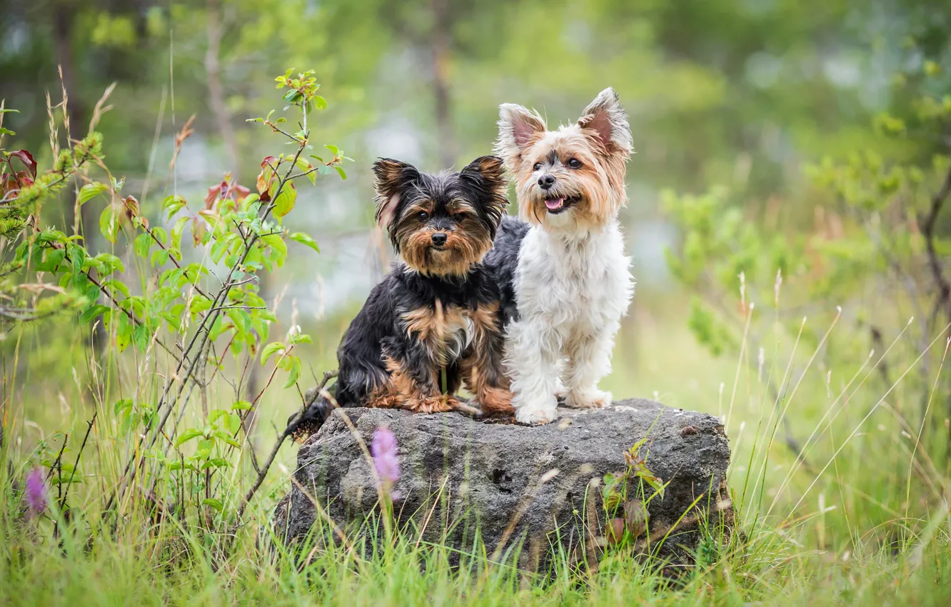 Фото обои собаки, лето, трава, поза, камень, две, дуэт, друзья