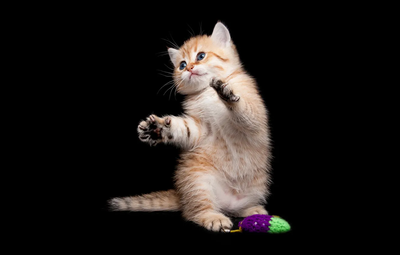 Фото обои кошка, взгляд, поза, котенок, игрушка, игра, лапки, малыш