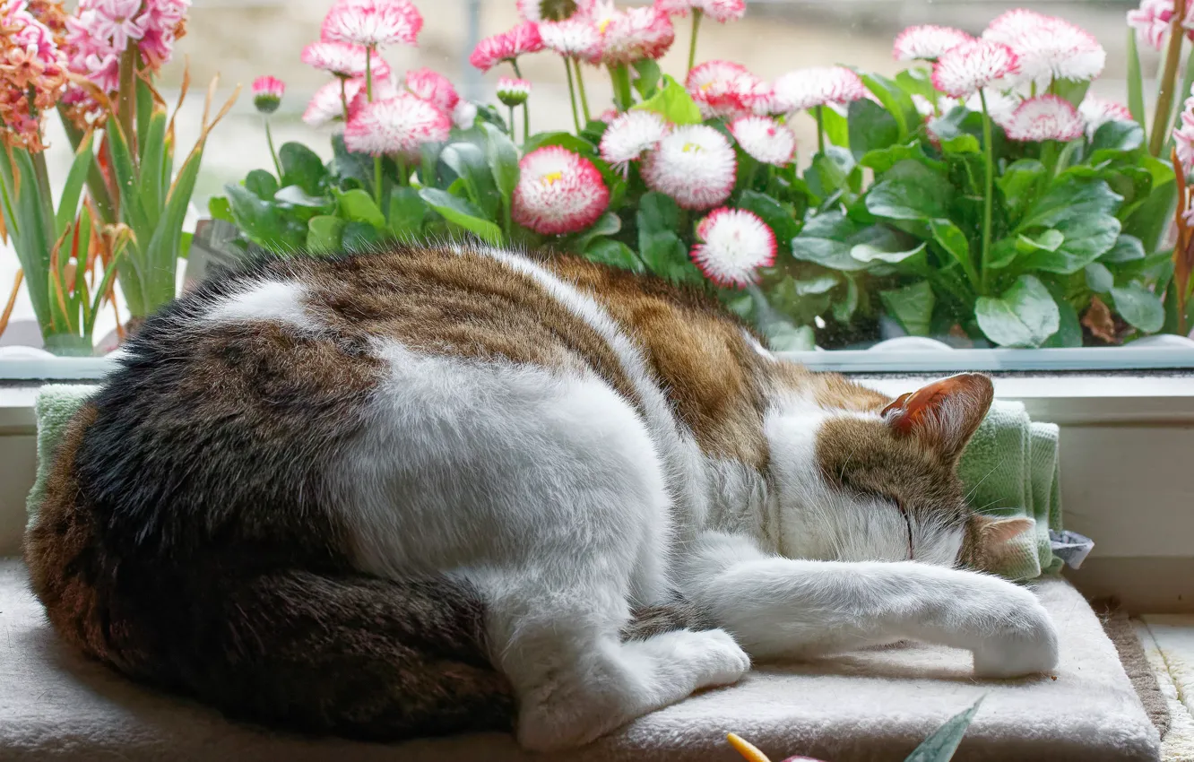 Фото обои кошка, кот, цветы, поза, уют, дом, сон, окно
