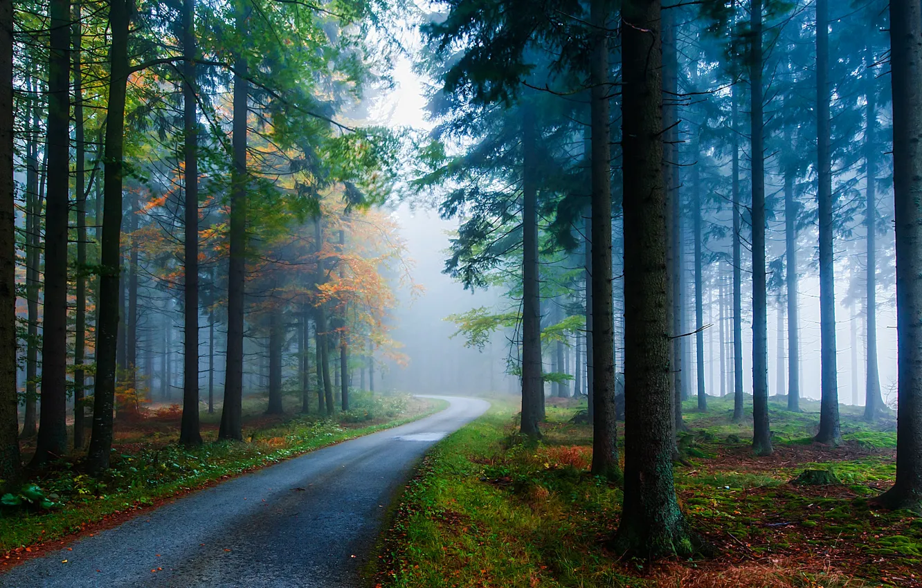 Фото обои дорога, осень, деревья, природа, туман, стволы, Лес, ели