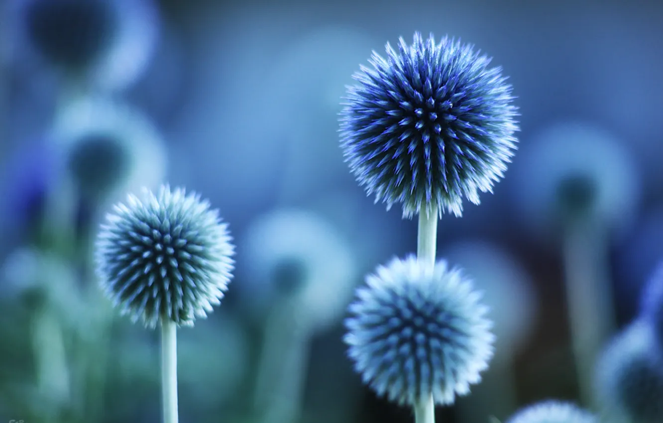 Фото обои цветы, настроение, цвет, растения. синий, макро)
