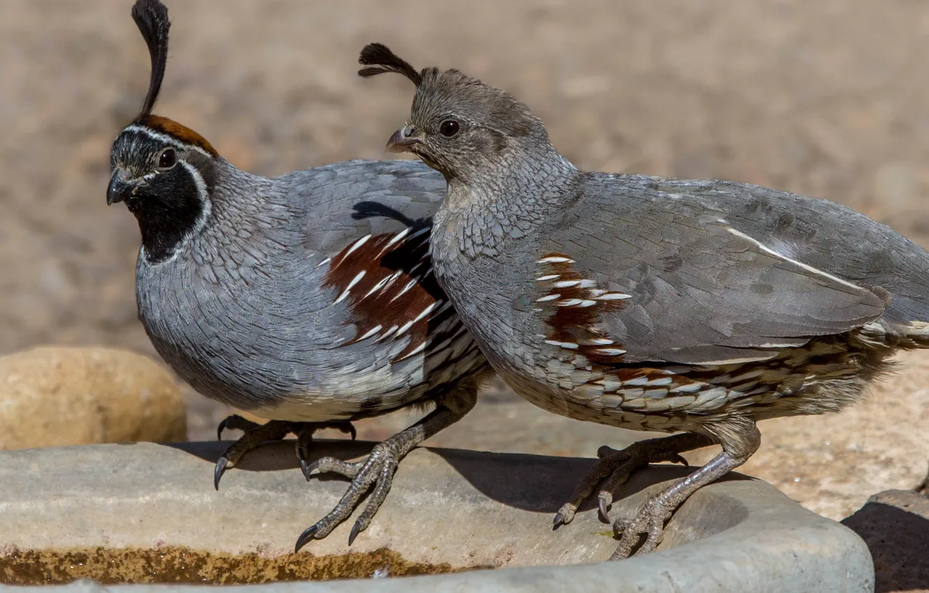 Фото обои птица, пара, шлемоносный хохлатый перепел