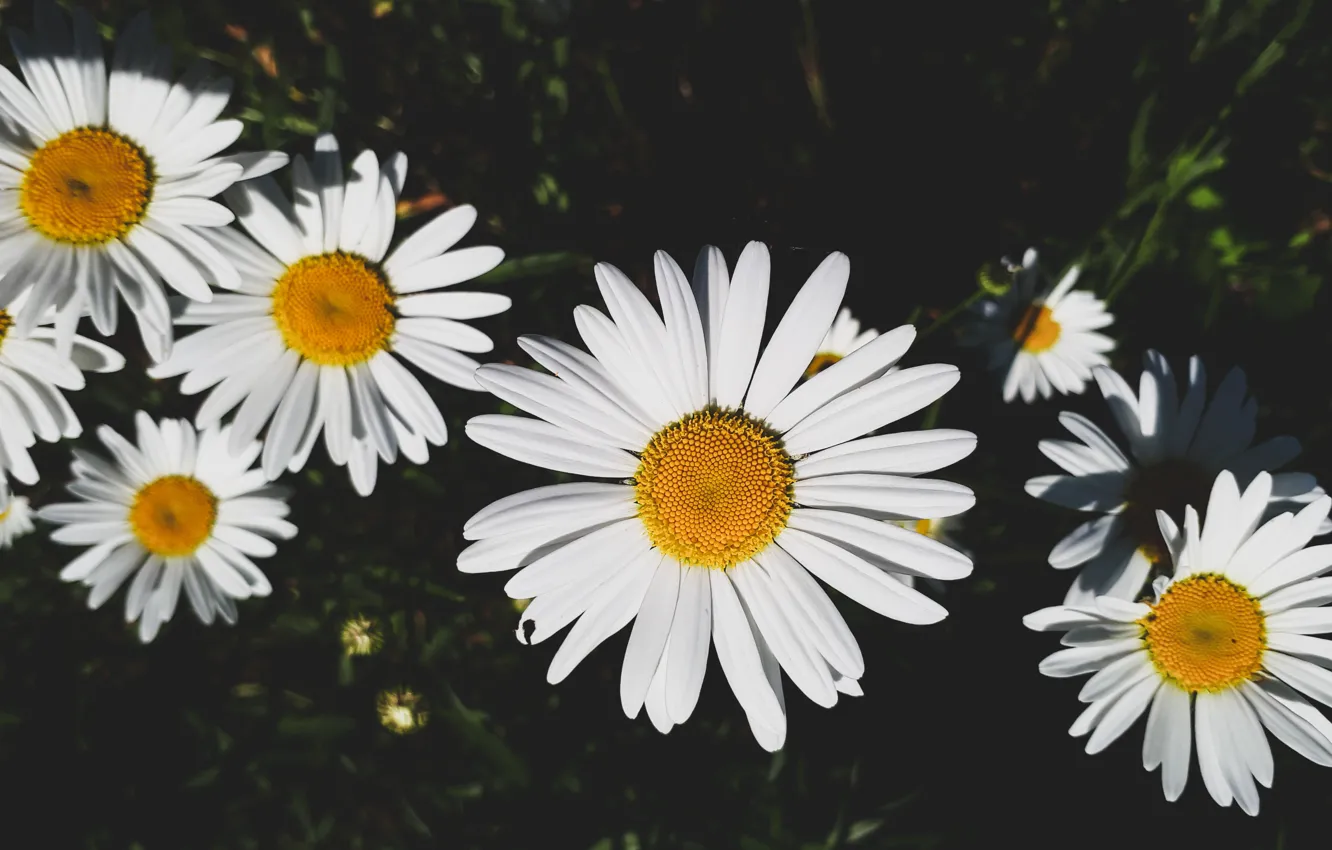Фото обои Цветы, Природа, Лето, Ромашки, Nature, Flowers