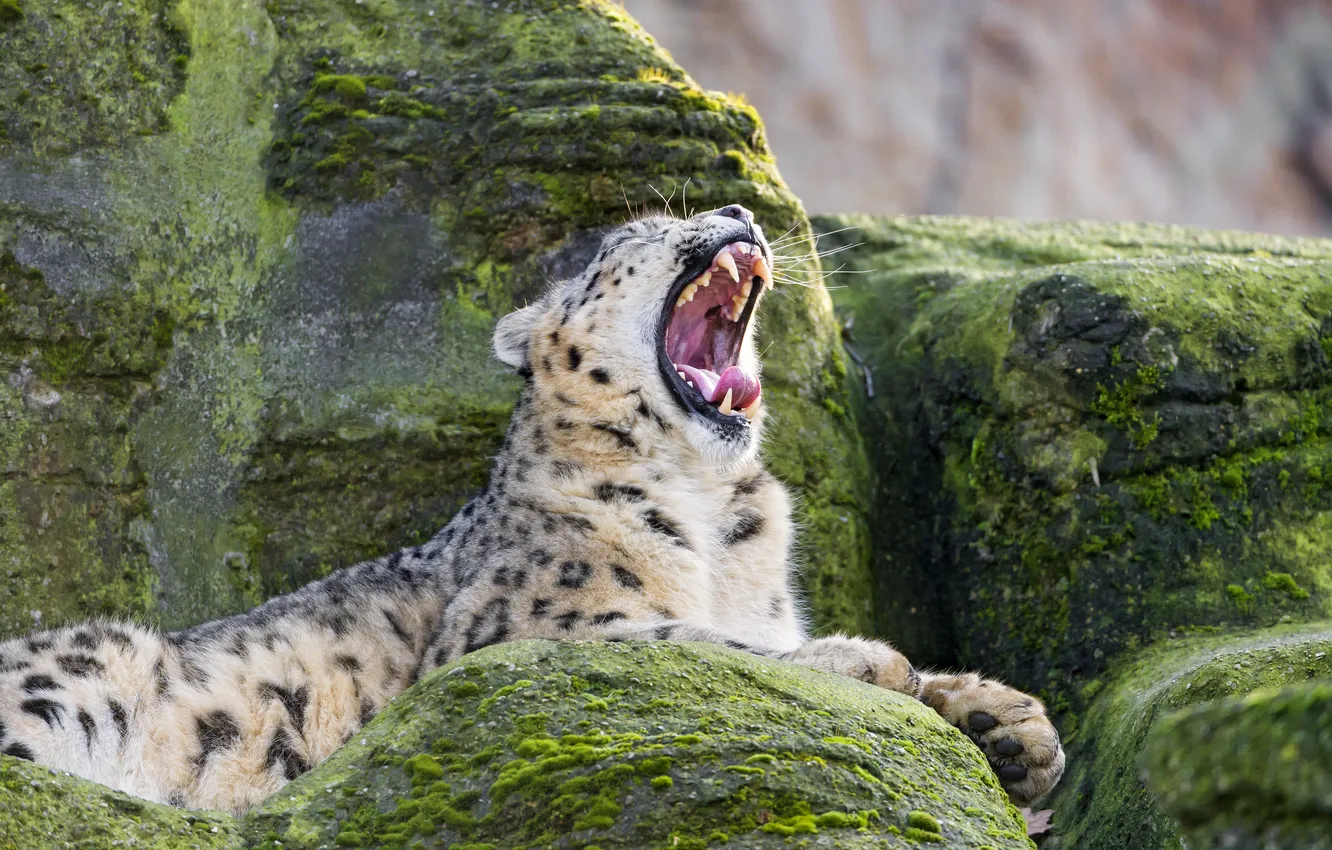Фото обои кошка, камни, мох, пасть, ирбис, снежный барс, зевает, ©Tambako The Jaguar