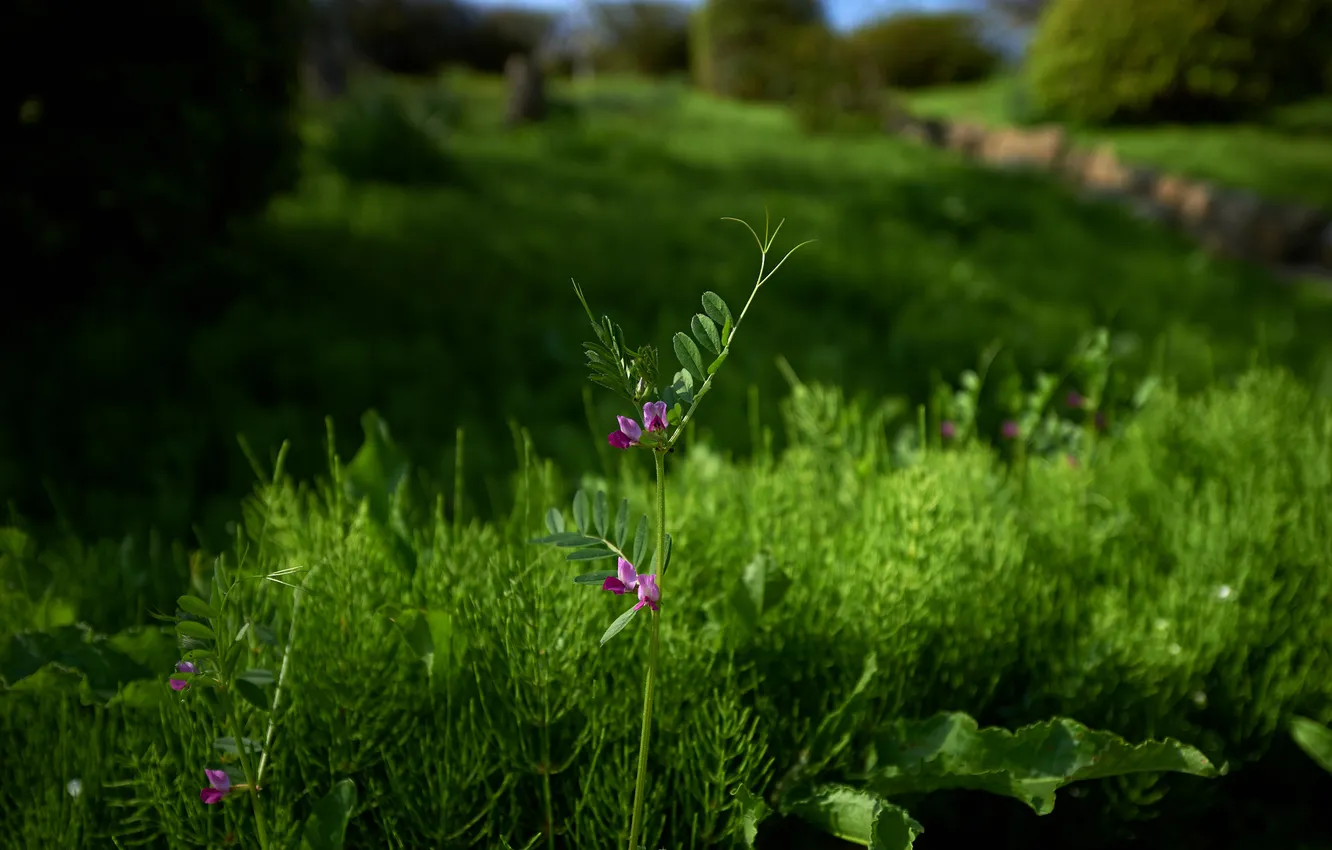 Фото обои зелень, трава, горошек, полевые цветы, хвощ