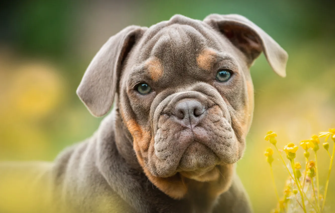 Фото обои взгляд, цветы, фон, собака, щенок, бульдог, мордашка