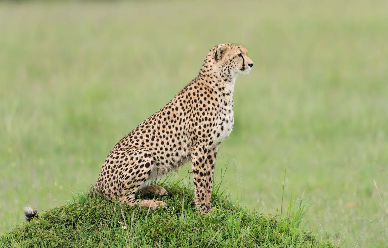Фото обои гепард, Кения, cheetah, Kenya, Masai Mara, Масаи Мара