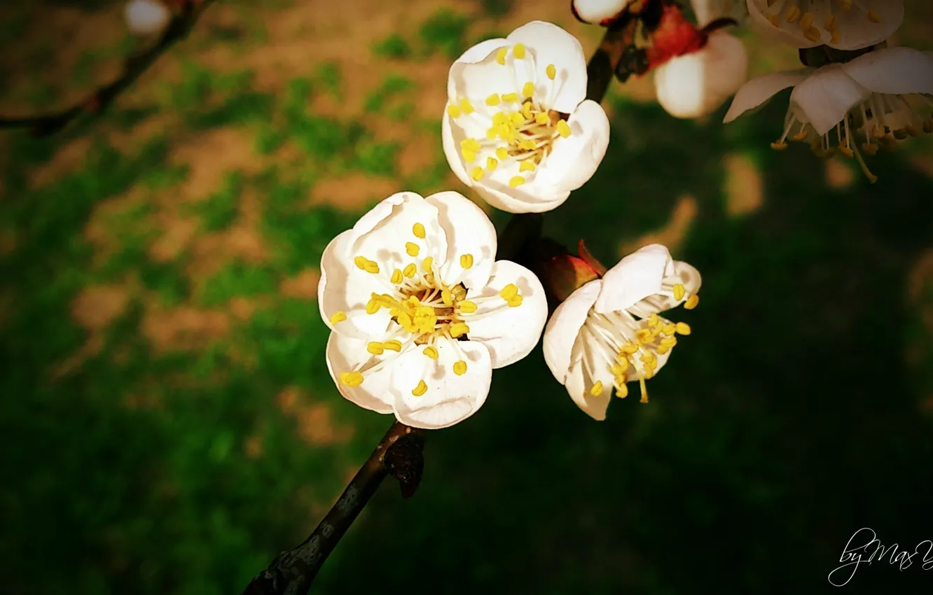 Фото обои Цветок, сакура, яблоня, персик, белый цветок