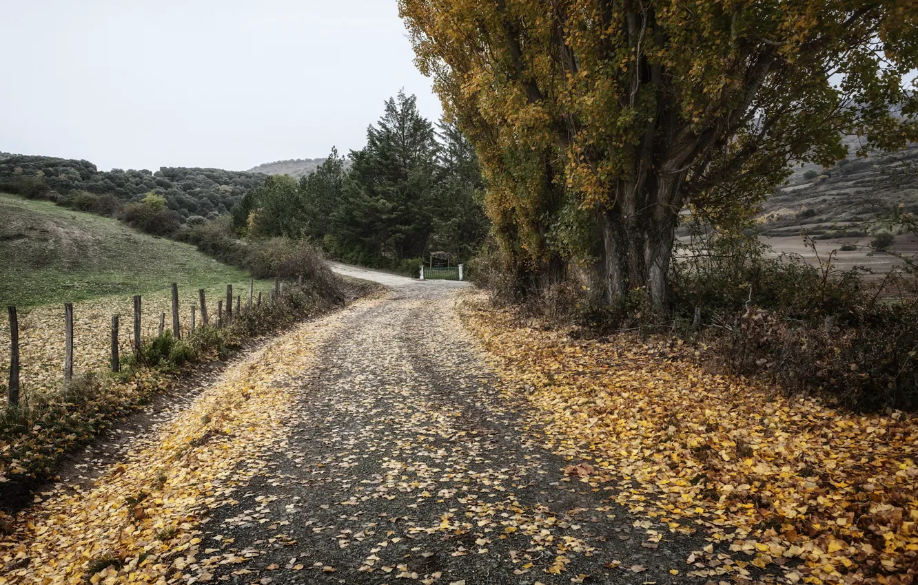 Фото обои дорога, осень, природа, забор