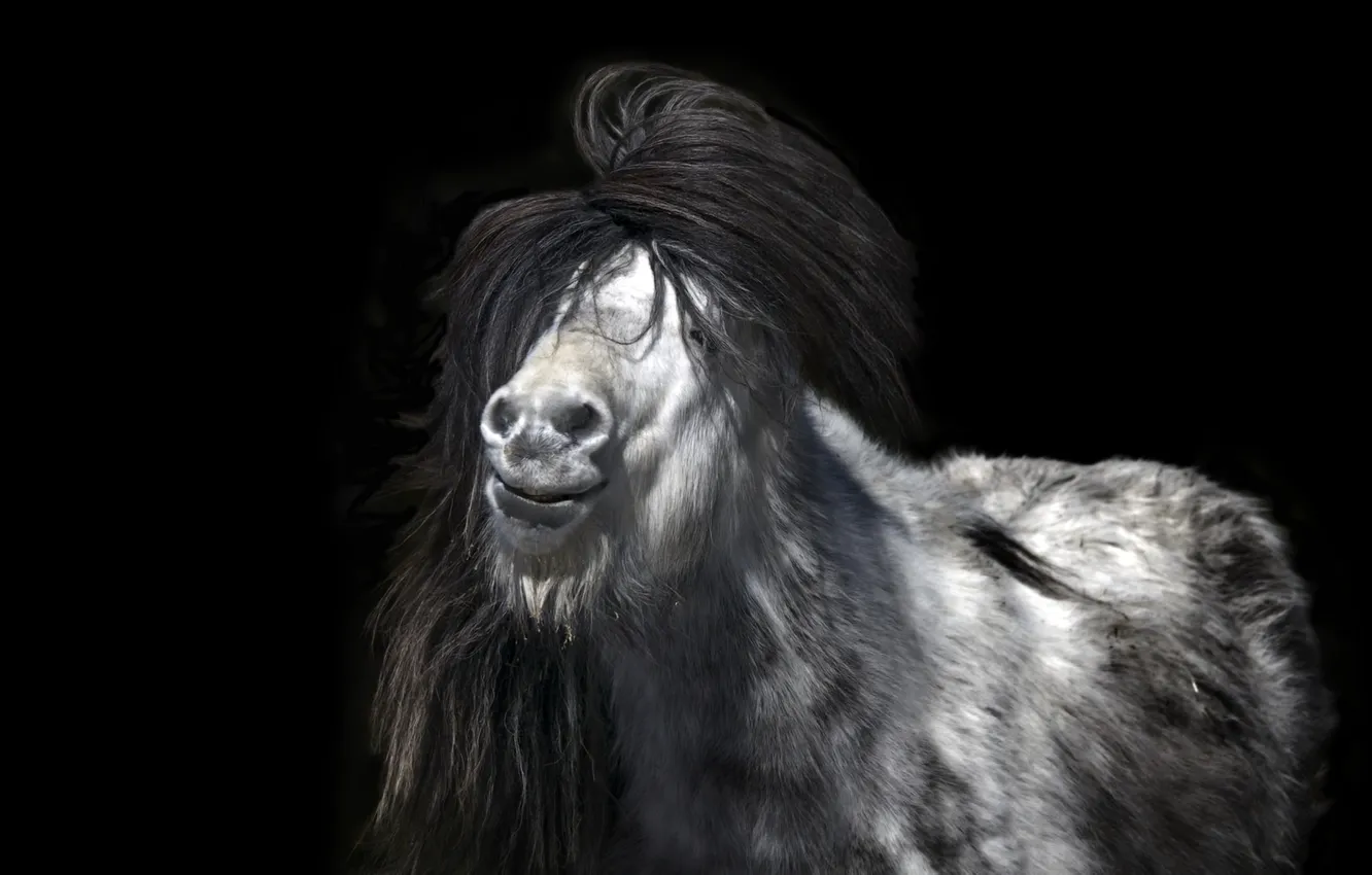 Фото обои природа, фон, Icelandic Pony
