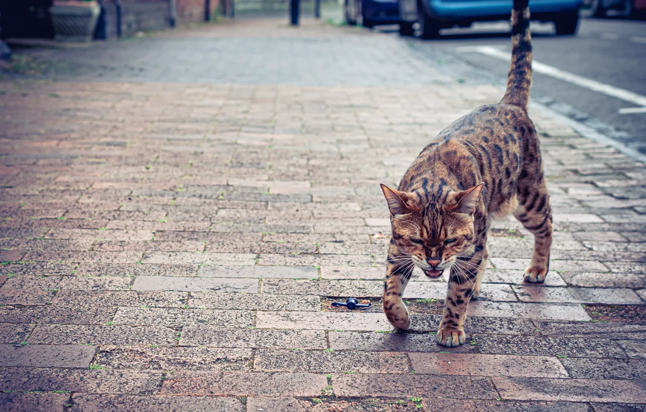 Фото обои кот, улица, злой