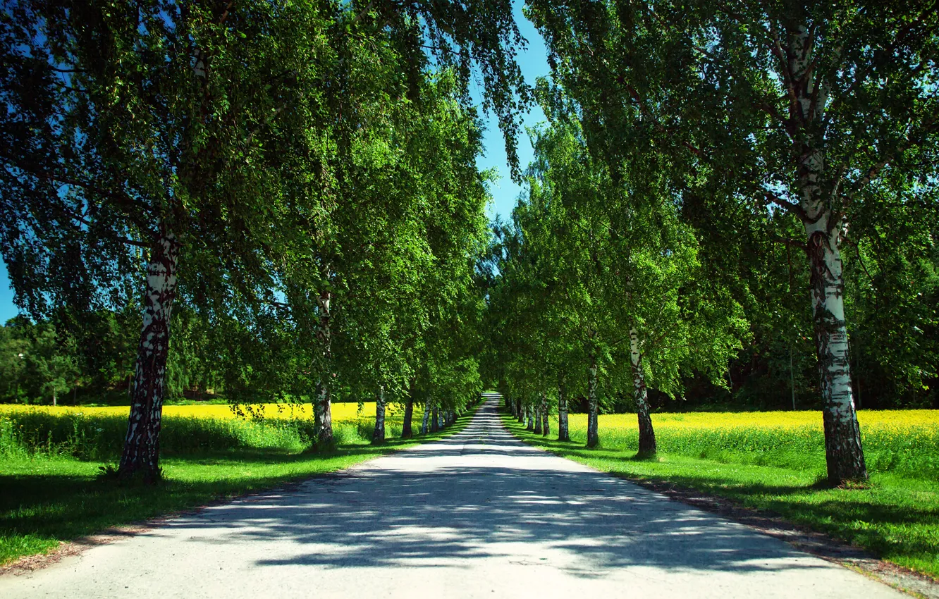 Фото обои дорога, лето, небо, деревья, природа, поля, Норвегия, тени