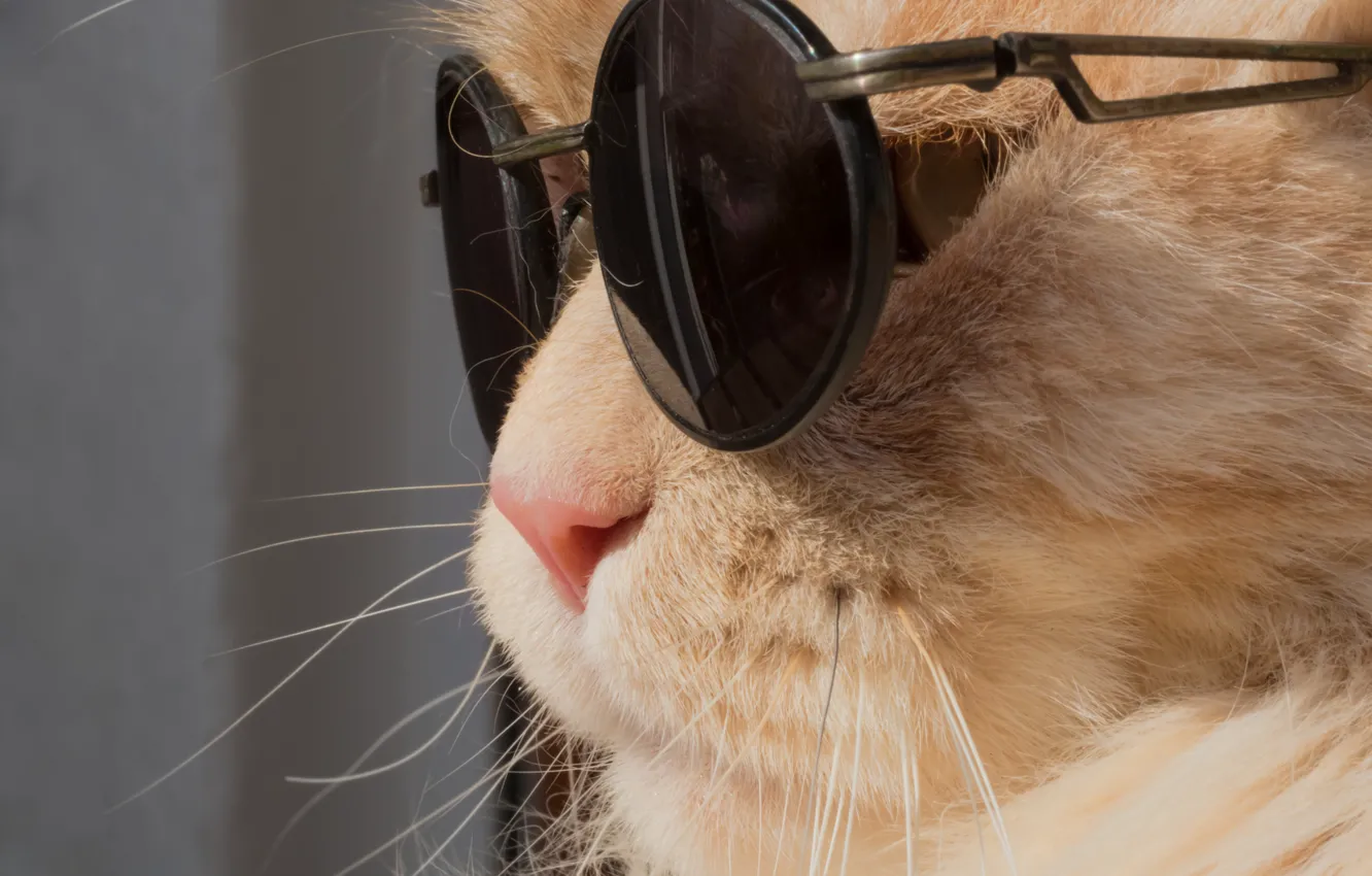 Фото обои кошка, кот, очки, мордочка, рыжий кот