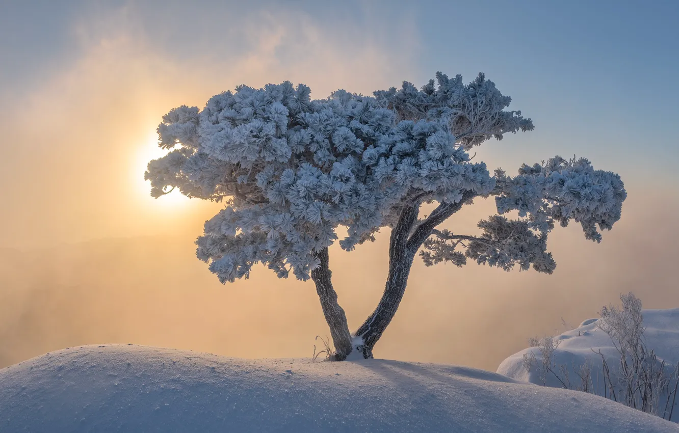 Фото обои Mgła, Śnieg, Zima, Drzewo