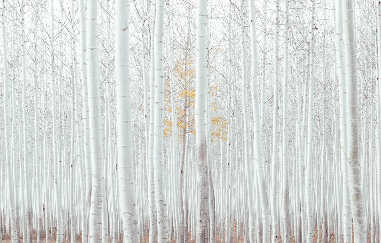 Фото обои осень, лес, деревья, USA, кора, forest, роща, trees