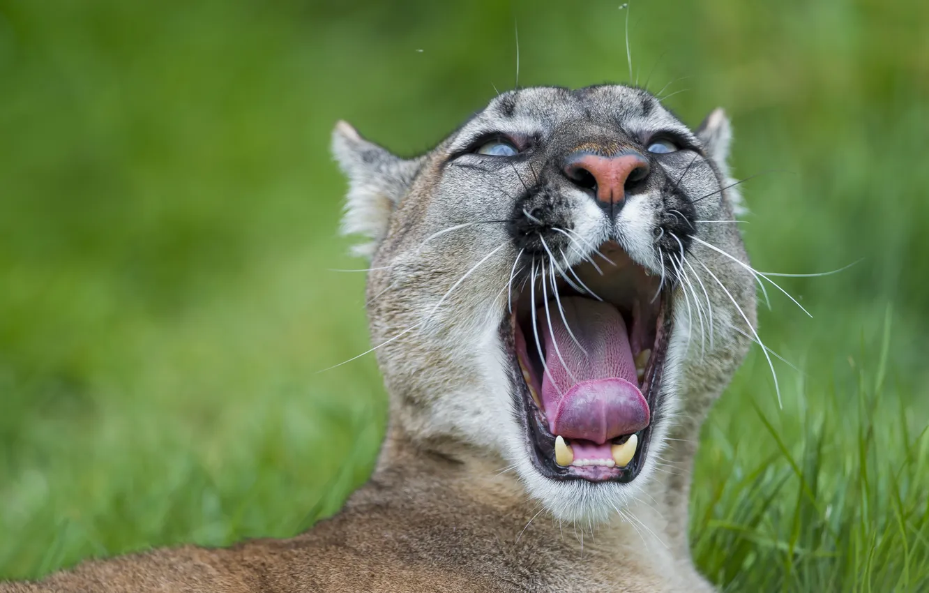 Фото обои язык, кошка, пума, зевает, горный лев, кугуар, ©Tambako The Jaguar