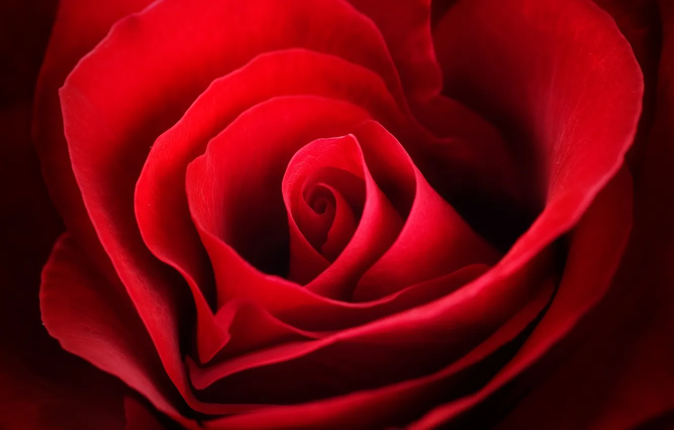 Фото обои цветок, макро, роза, лепестки, бутон, красная