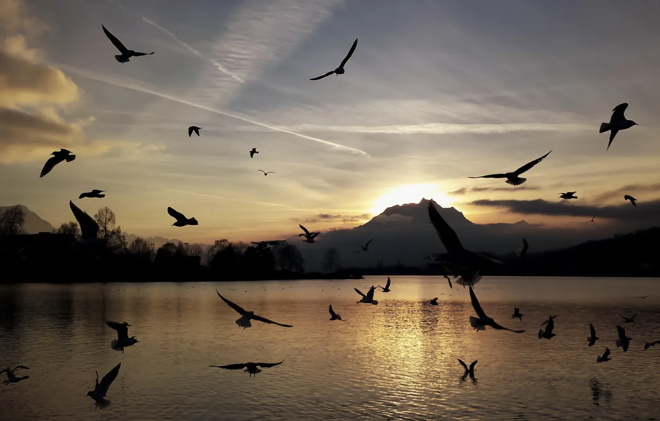Фото обои закат, горы, птицы, озеро, чайки, силуэты
