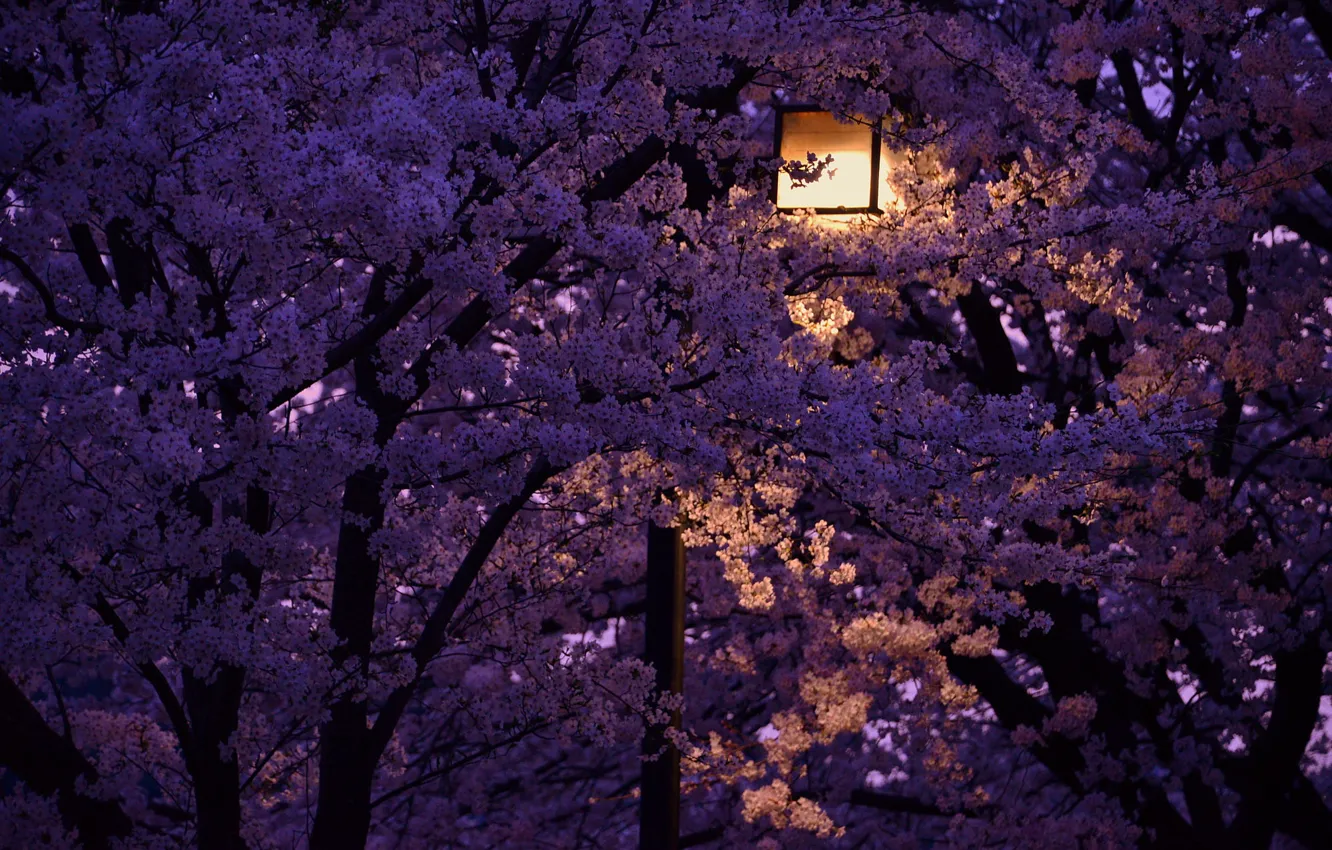 Фото обои ночь, фонарь, Japan, цветущая вишня