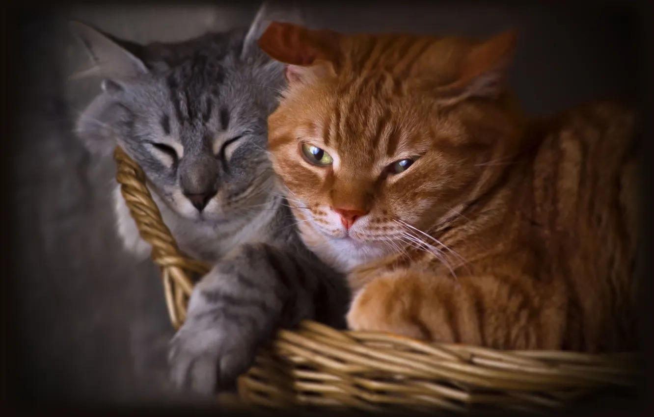 Фото обои кошка, кот, взгляд, кошки, поза, серый, вместе, коты