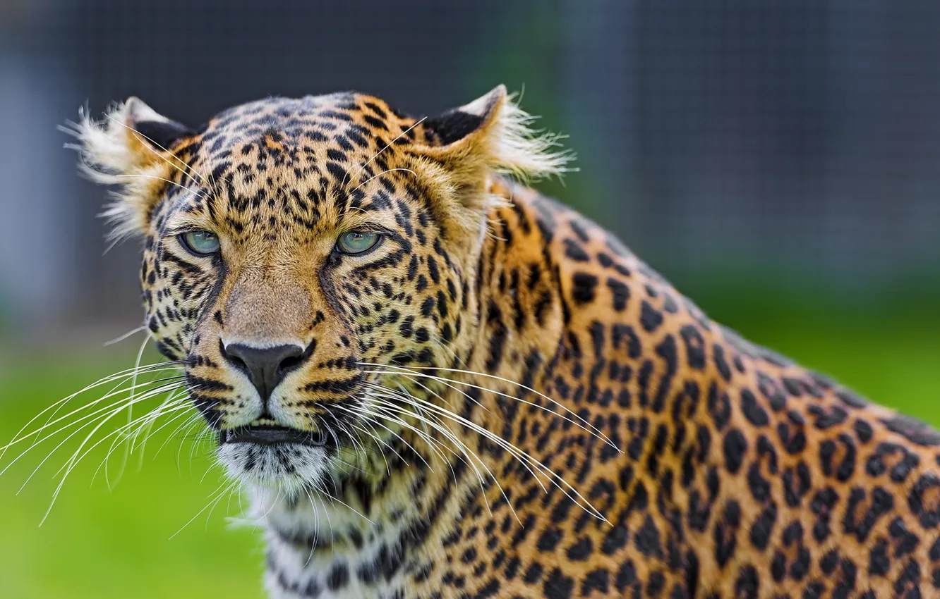 Фото обои усы, взгляд, морда, хищник, леопард, leopard