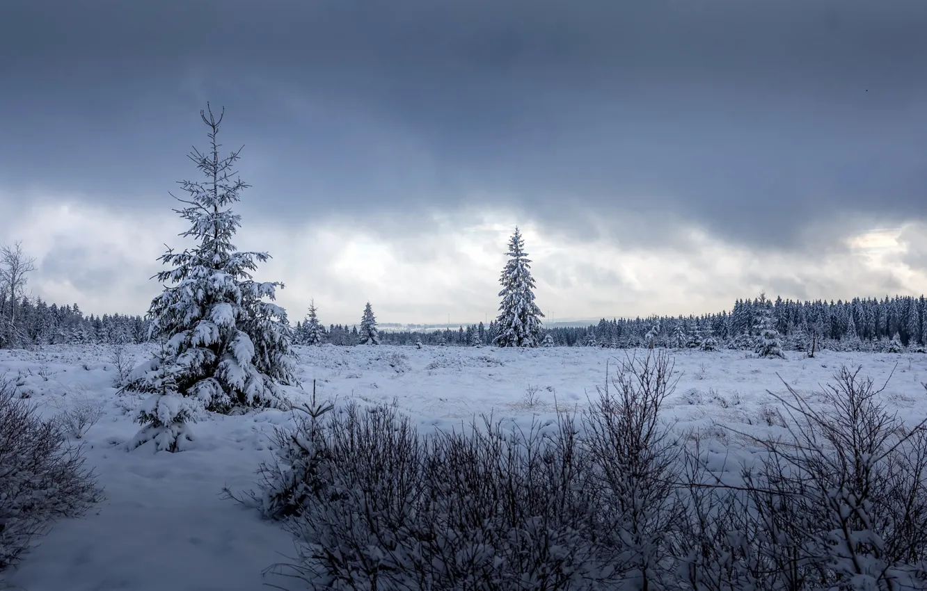 Фото обои зима, лес, снег