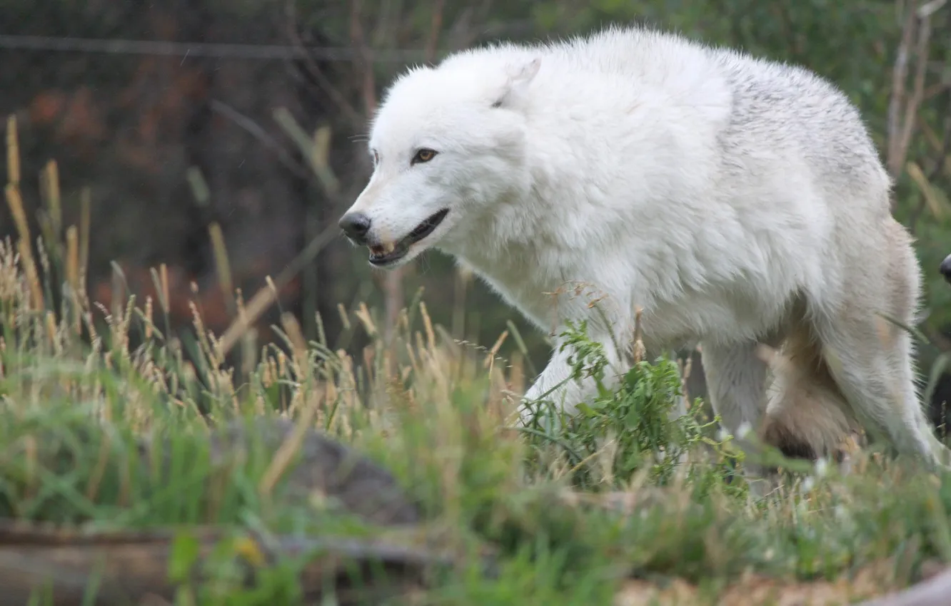 Фото обои nature, snow, predator, face, animal, wolf, wolves, wildlife
