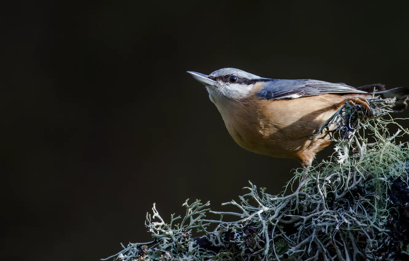 Фото обои фон, птица, bird, сойка