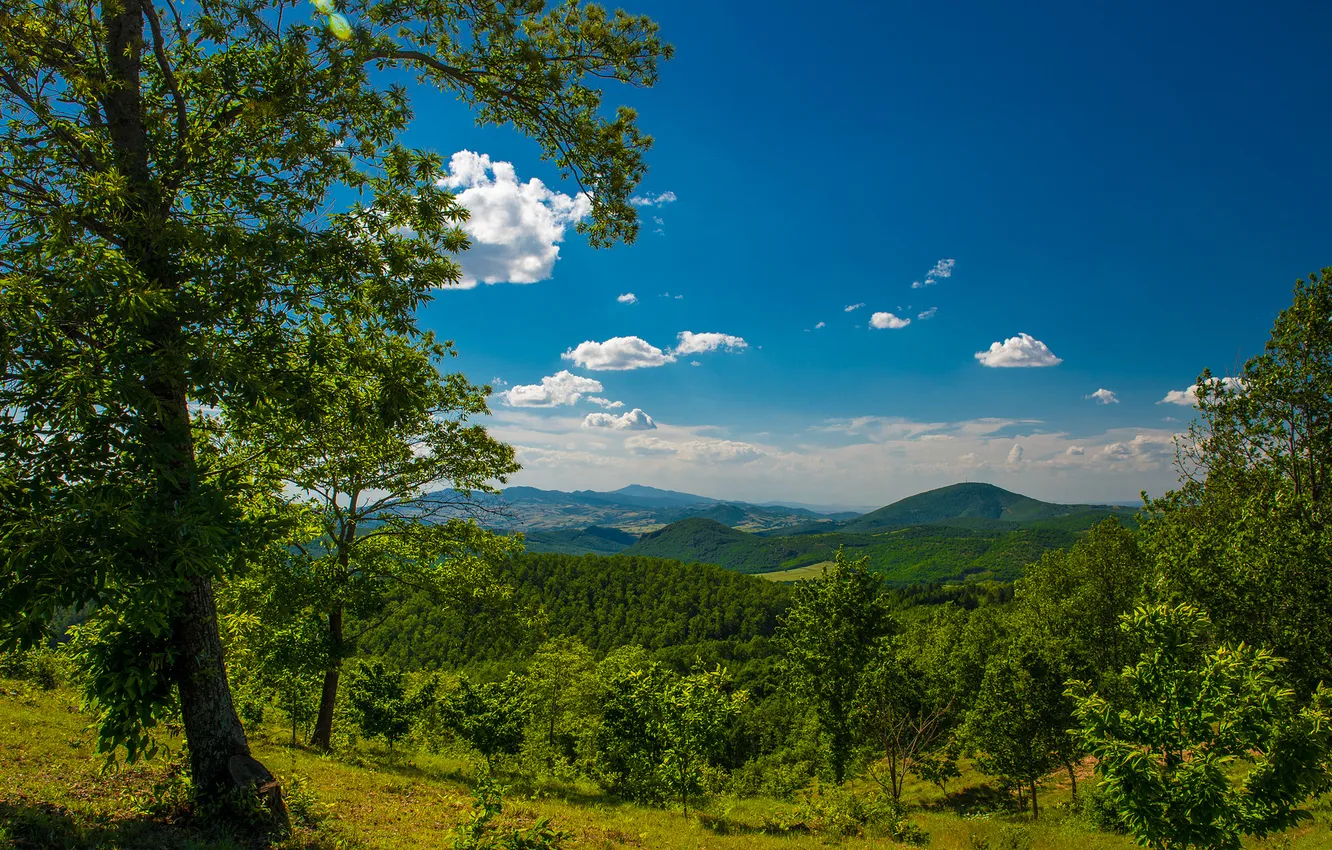 Фото обои деревья, горы, долина, панорама