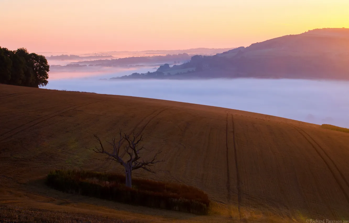 Фото обои поле, пейзаж, туман, дерево, утро