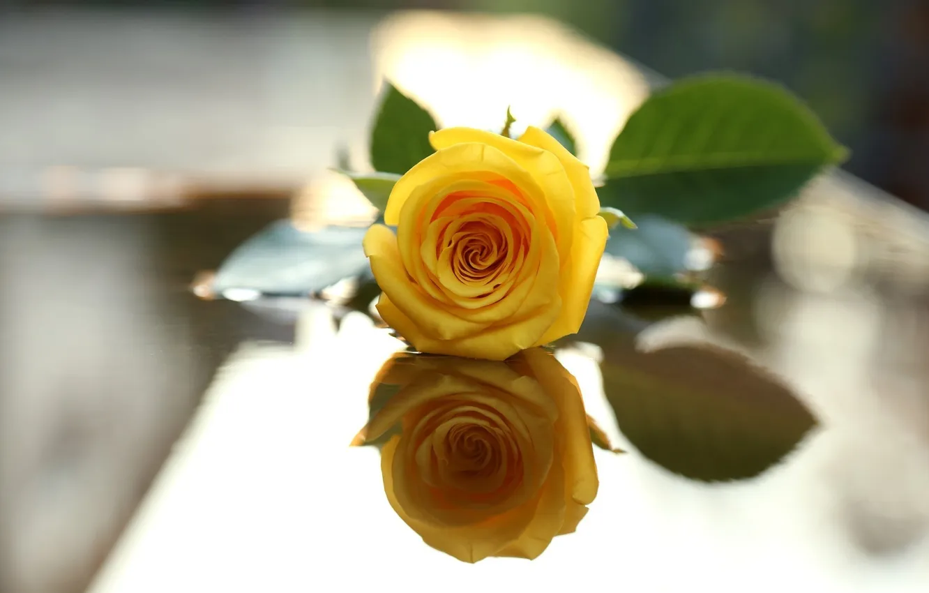 Фото обои цветок, отражение, роза, лепестки, желтая