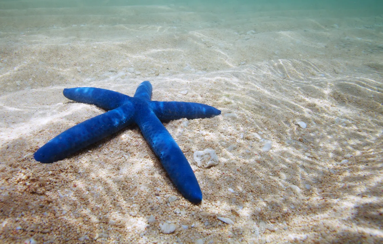 Фото обои морская звезда, underwater, ocean, sand, starfish