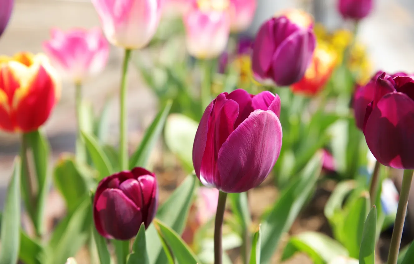 Фото обои цветы, тюльпан, весна, тюльпаны, розовые, клумба, боке