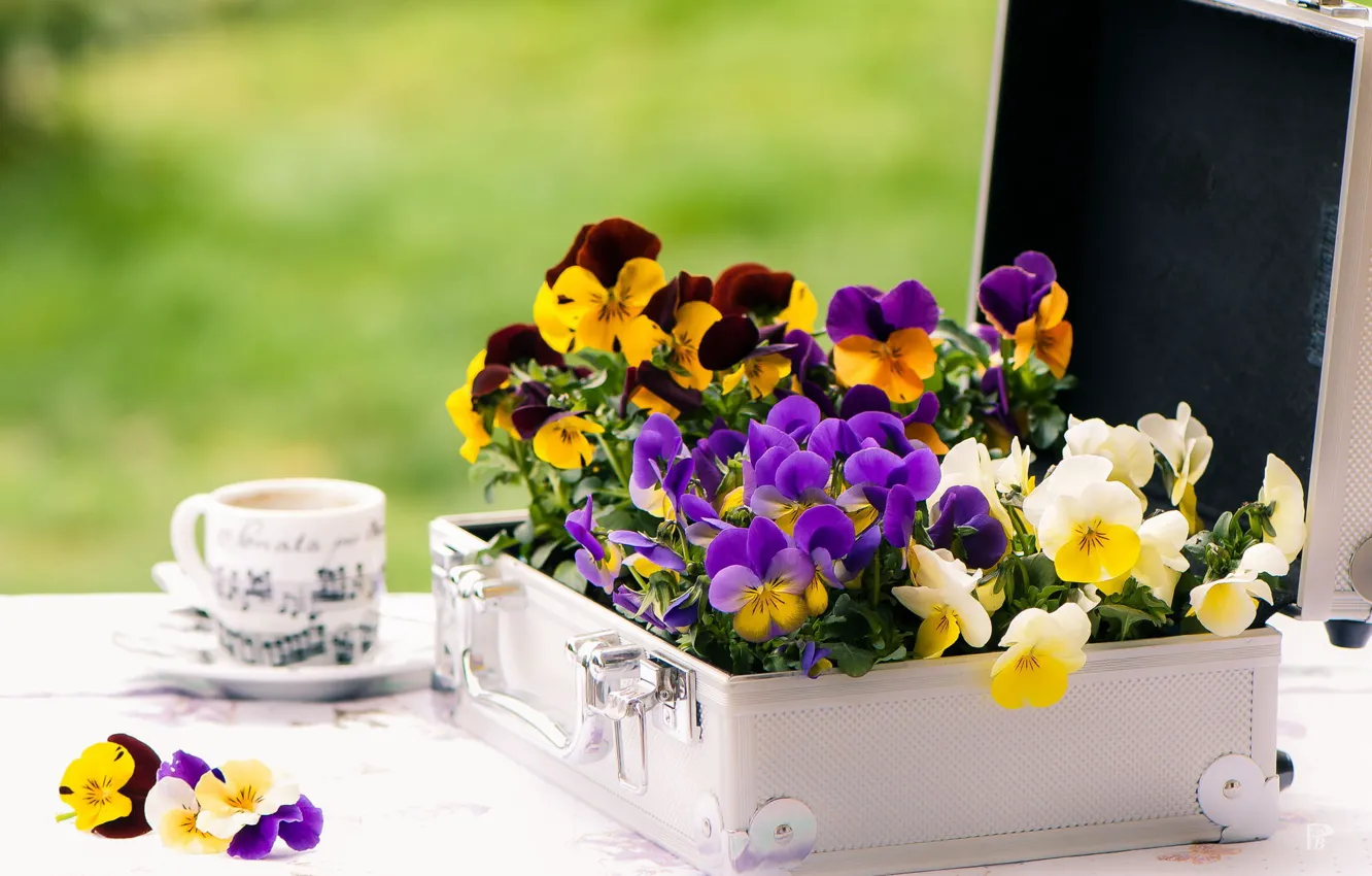 Фото обои цветы, стол, чашка, кейс, фиалки