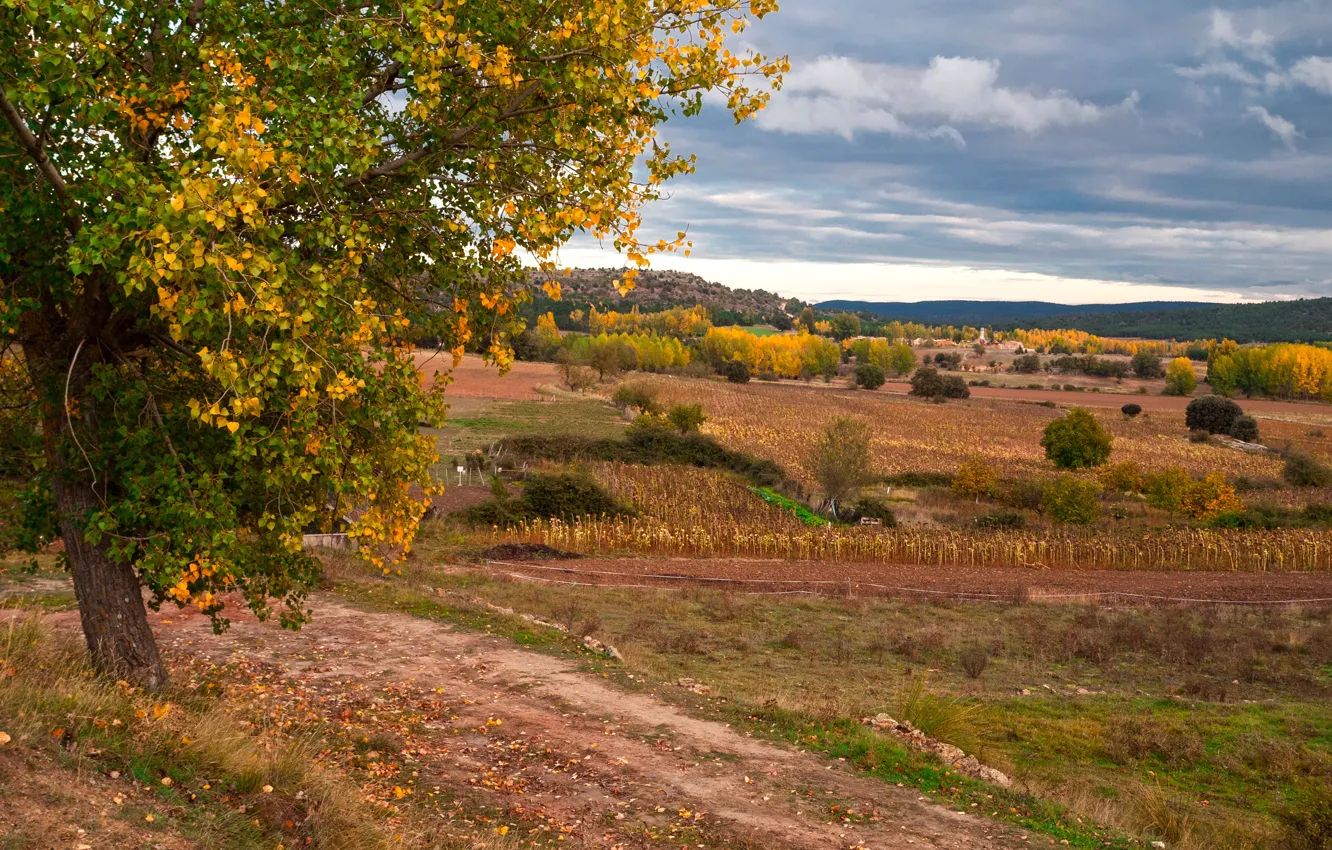 Фото обои осень, деревья, поля, Испания, Castille la Mancha
