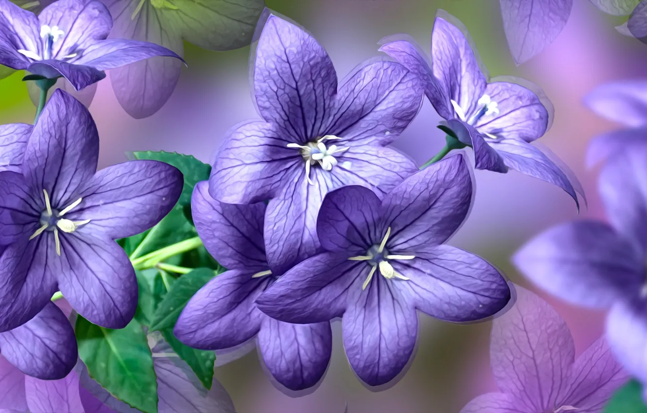 Фото обои Kwiaty, niebieskie, dzwonki