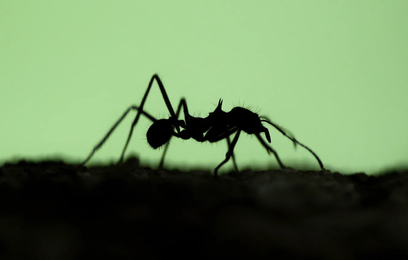 Фото обои природа, силуэт, муравей, насекомое
