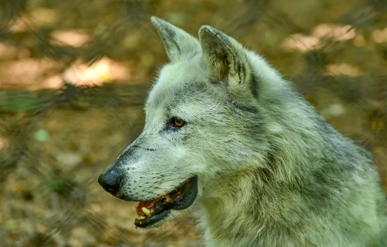 Фото обои nature, snow, predator, face, animal, wolf, wolves, wildlife