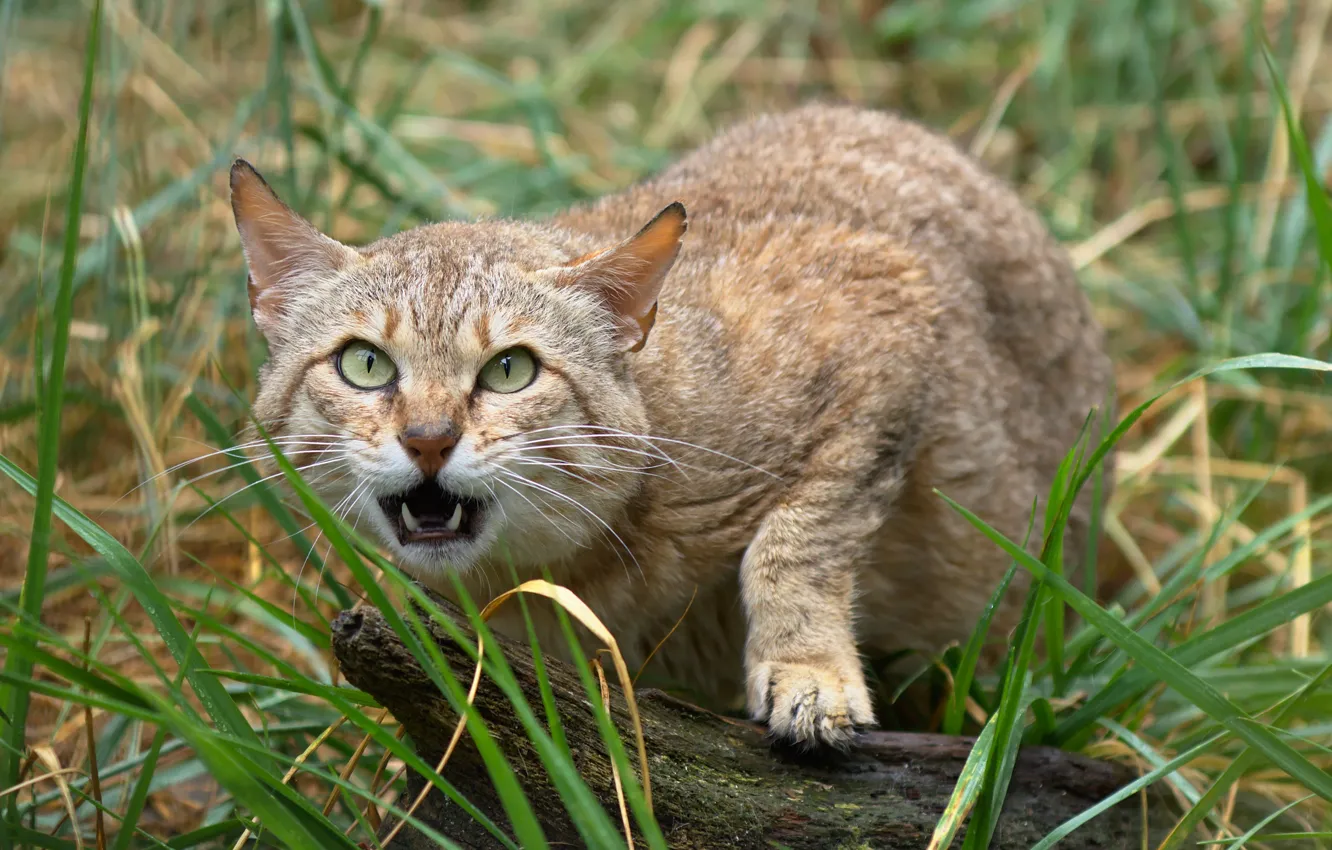 Фото обои морда, клыки, дикая кошка, шотландский, The Scottish Wildcat