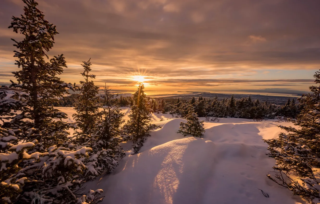 Фото обои зима, лес, снег, природа, утро