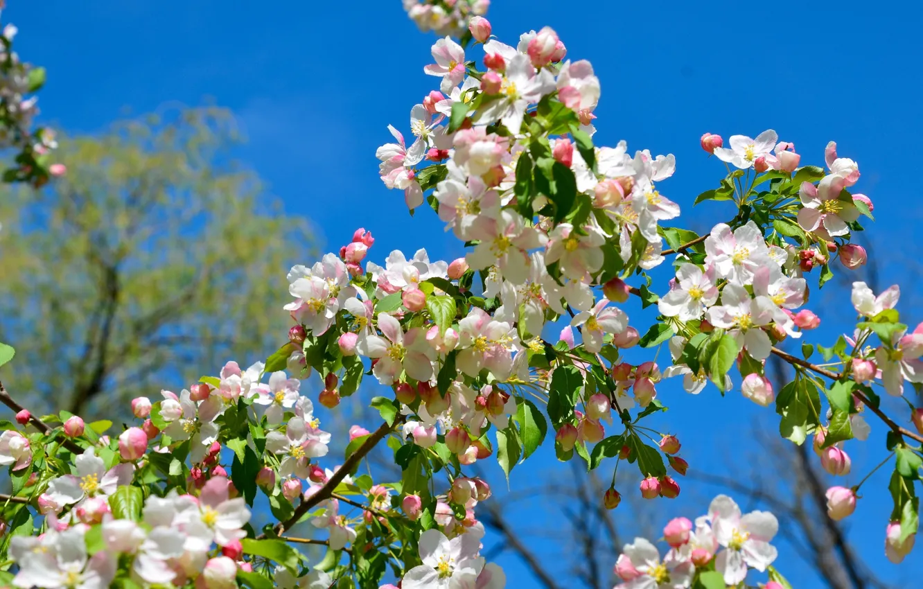 Фото обои ветки, весна, яблоня, цветение
