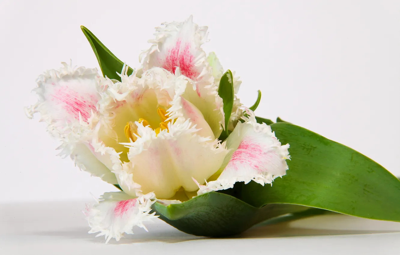Фото обои цветок, фото, тюльпан