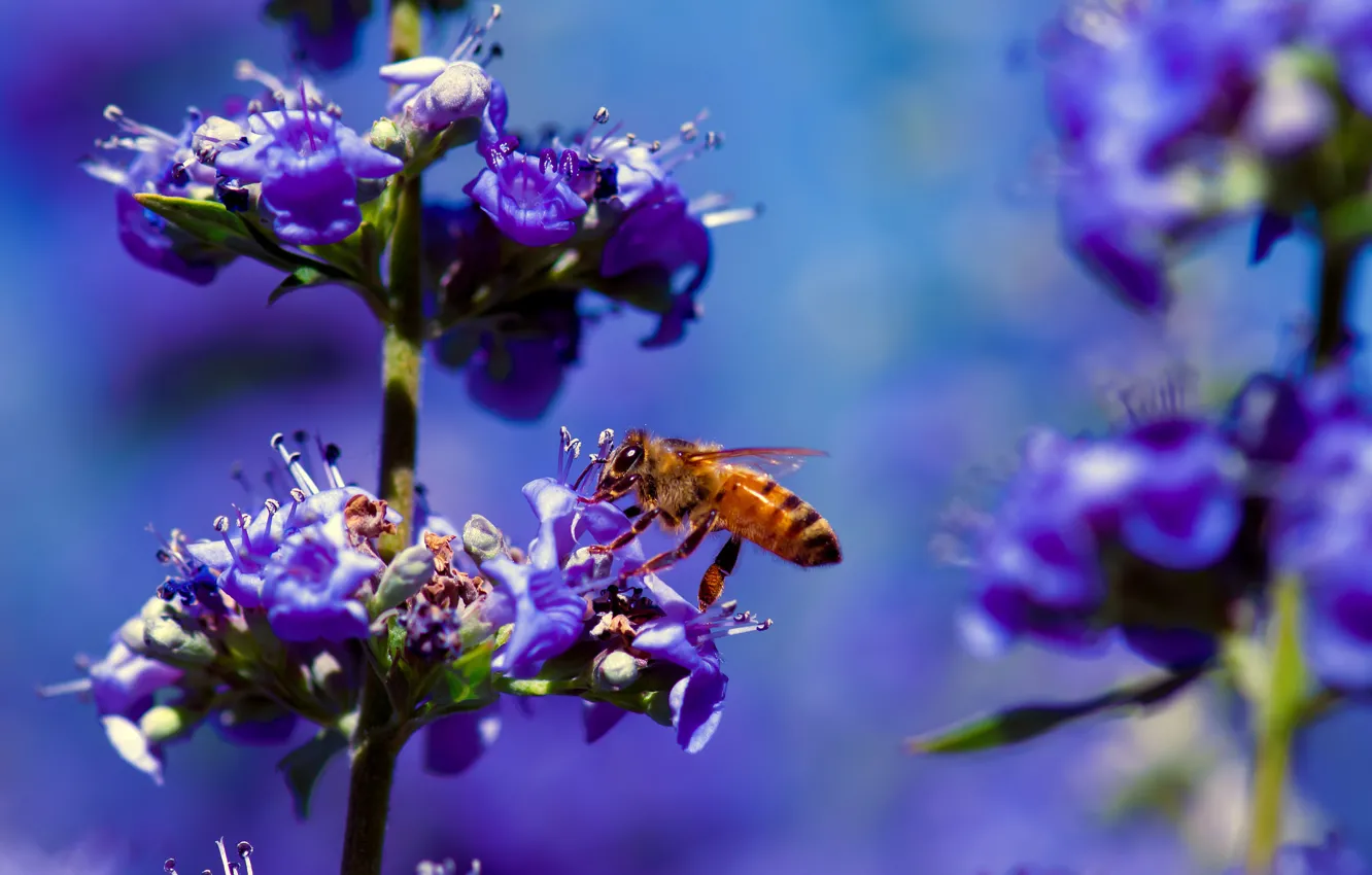 Фото обои макро, цветы, пчела, растение, насекомое
