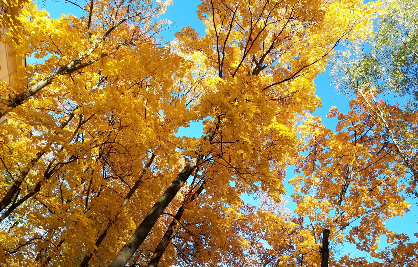 Фото обои небо, Деревья, осенние листья